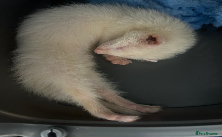 Ferret rodents - Advert 1