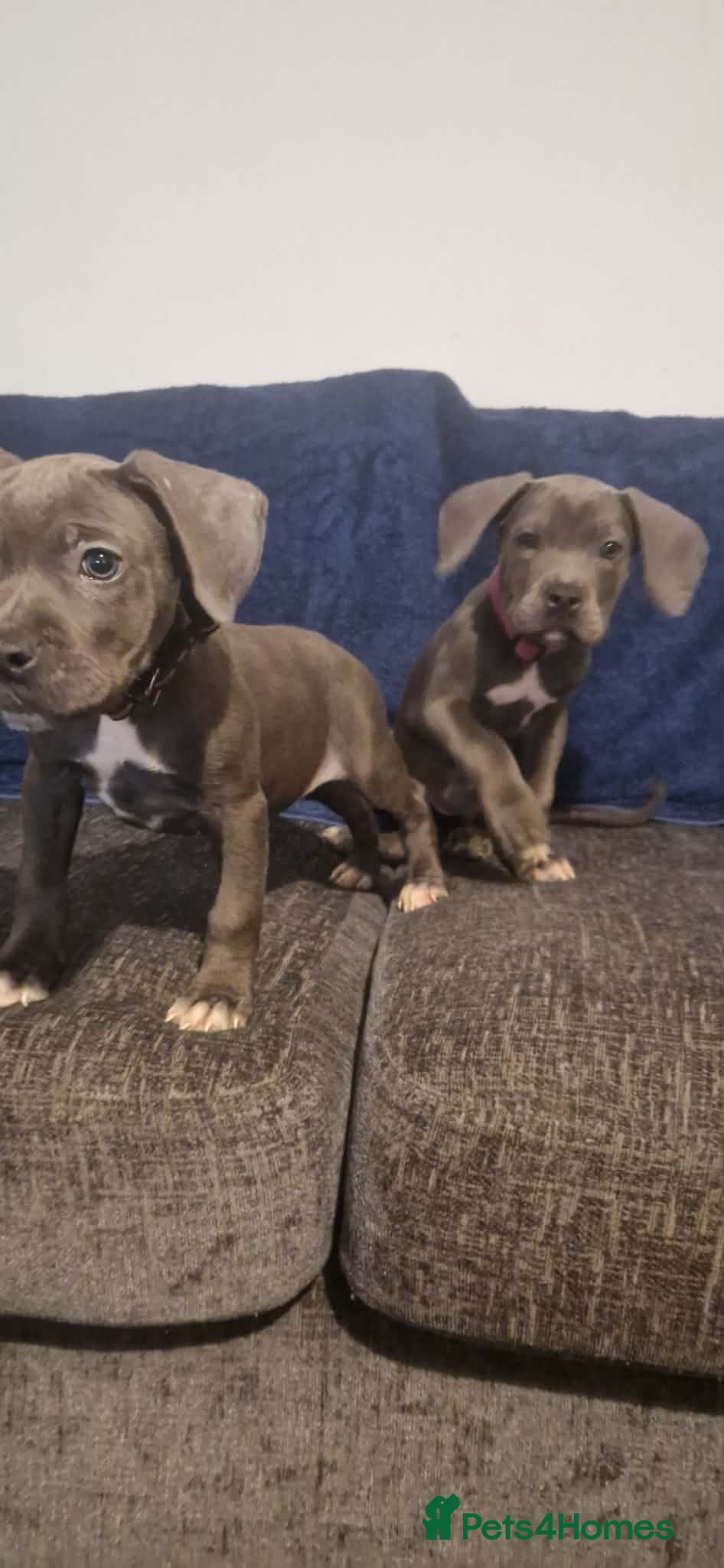 Mixed Breed dogs Cane corso cross Staffordshire bull terrier hybrid - Advert 14