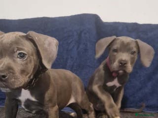 Mixed Breed dogs Cane corso cross Staffordshire bull terrier hybrid - Advert 6