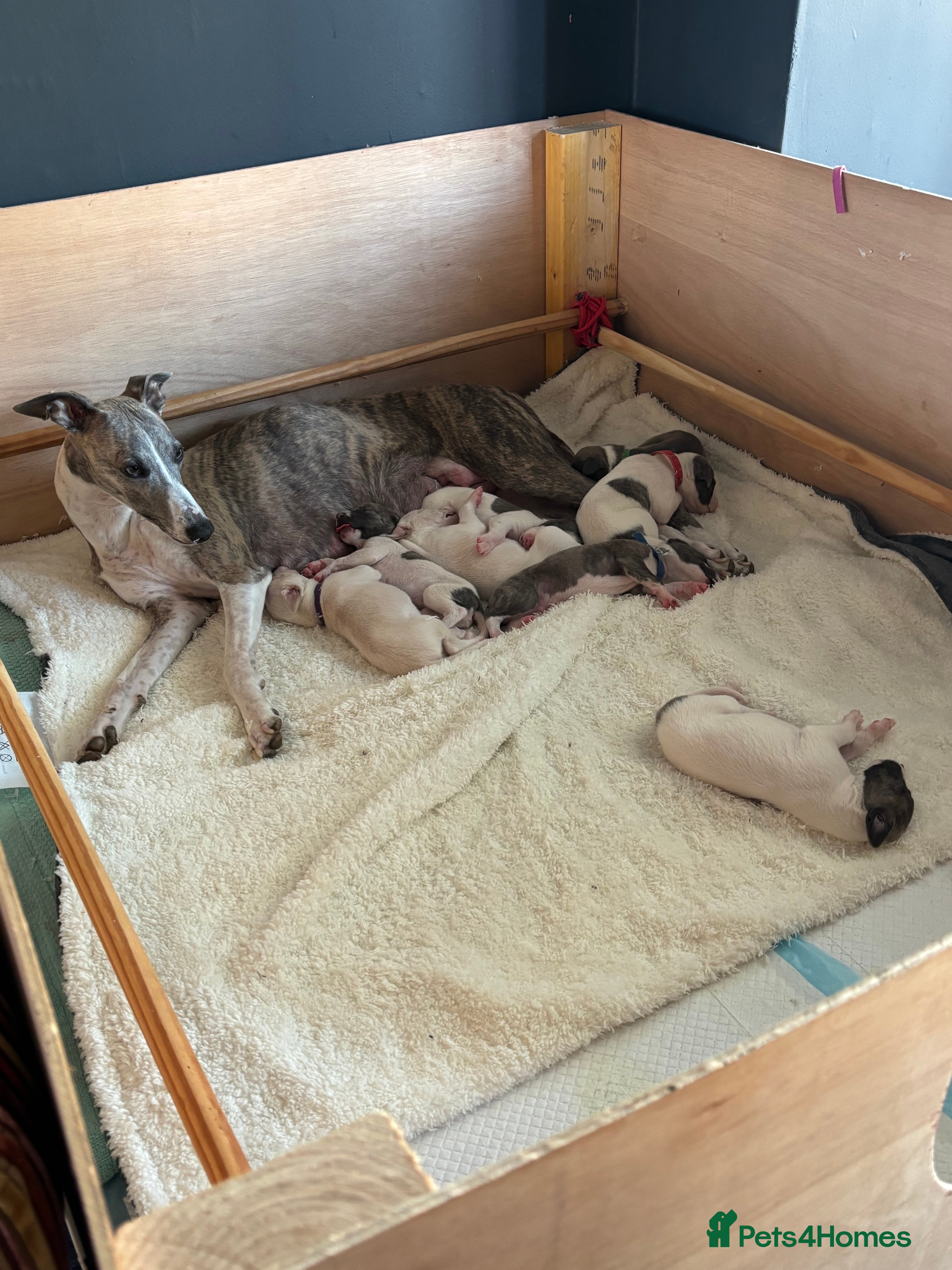 Whippet dogs Pedigree Whippet Pups  - Advert 5