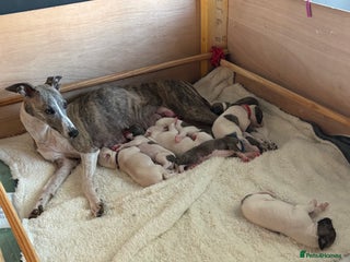 Whippet dogs Pedigree Whippet Pups - Advert 1