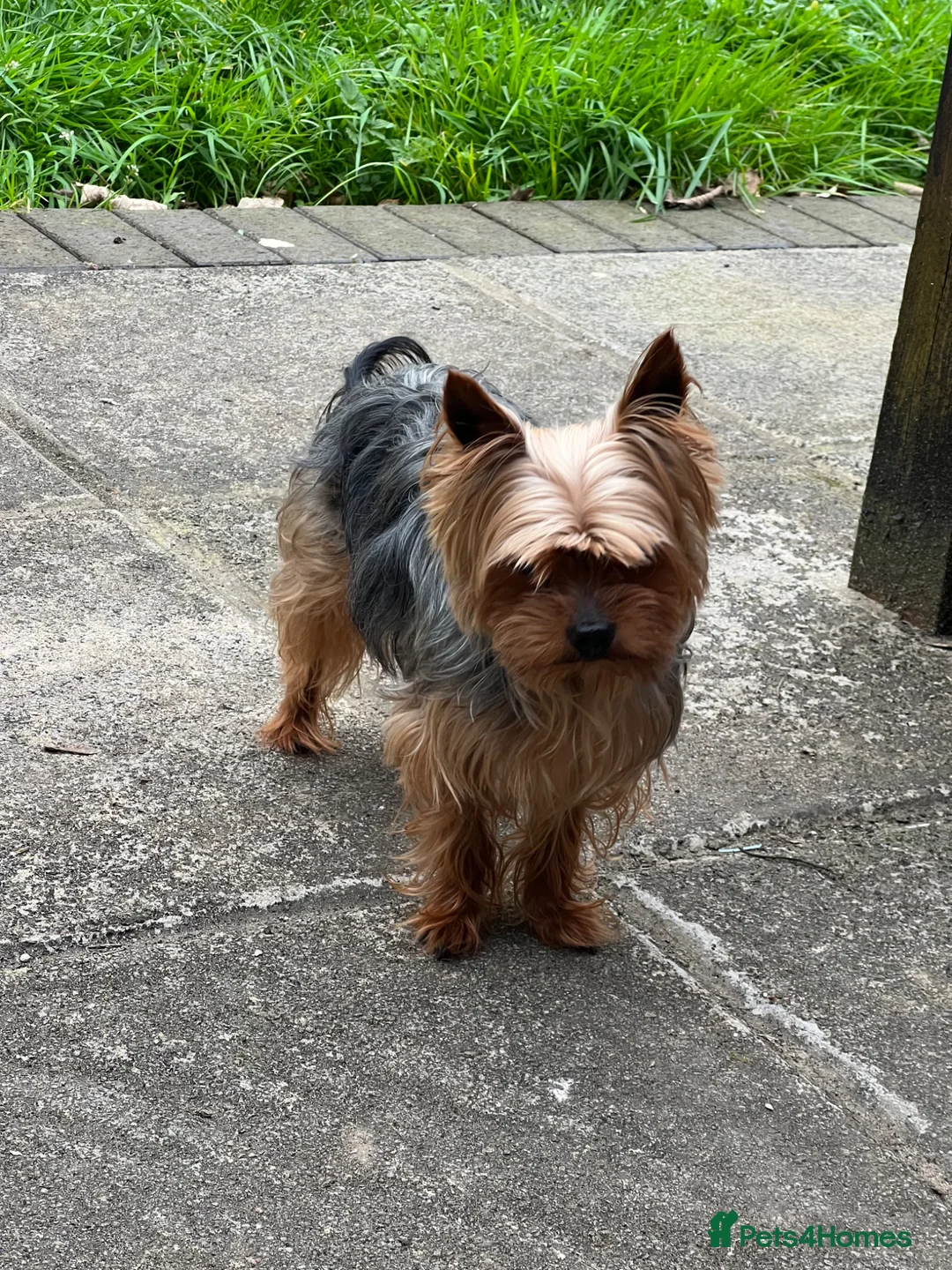 Yorkshire Terrier dogs for stud: Yorkshire terrier for stud (proven) - Advert 8