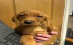 Labrador Retriever dogs for sale: KC registered red Labrador pups bitches only  - Image 10