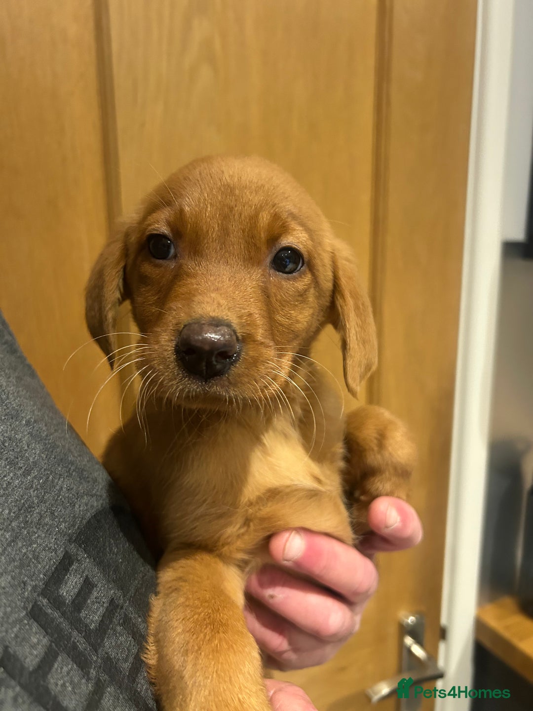 Labrador Retriever dogs for sale: KC registered red Labrador pups bitches only  - Image 10