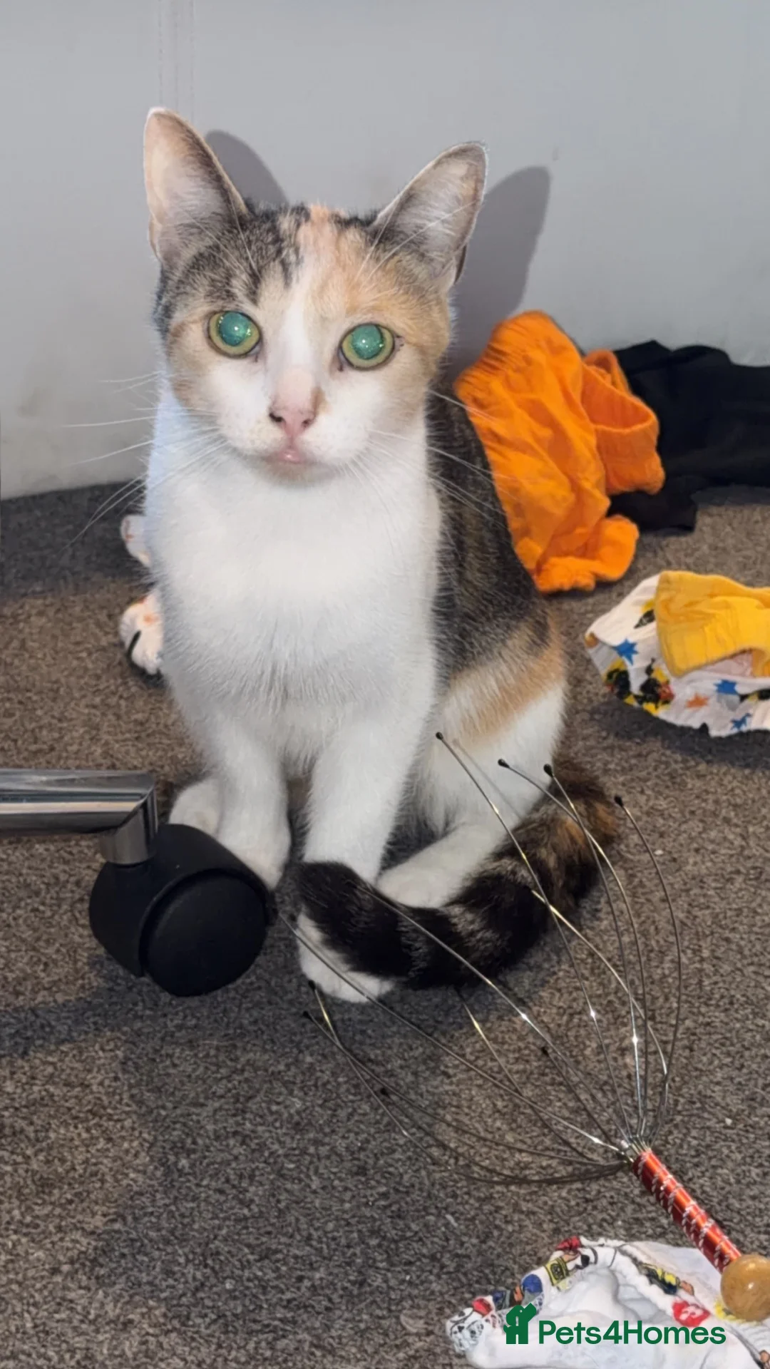 Mixed Breed cats for sale: 3 kittens  - Advert 1