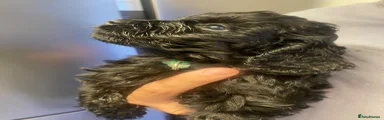 Cockapoo 2