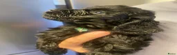 Cockapoo dogs for sale: Outstanding cockerpoo puppies  - Advert 27