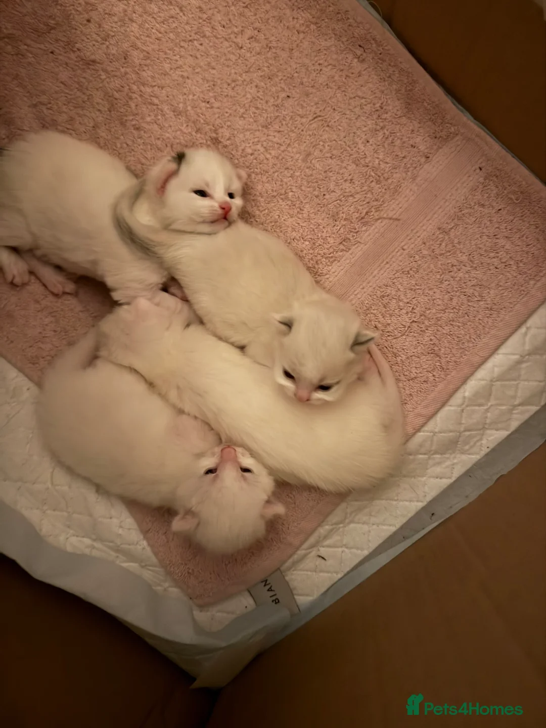 Mixed Breed cats for sale: Beautiful kittens  in Heanor - Advert 14