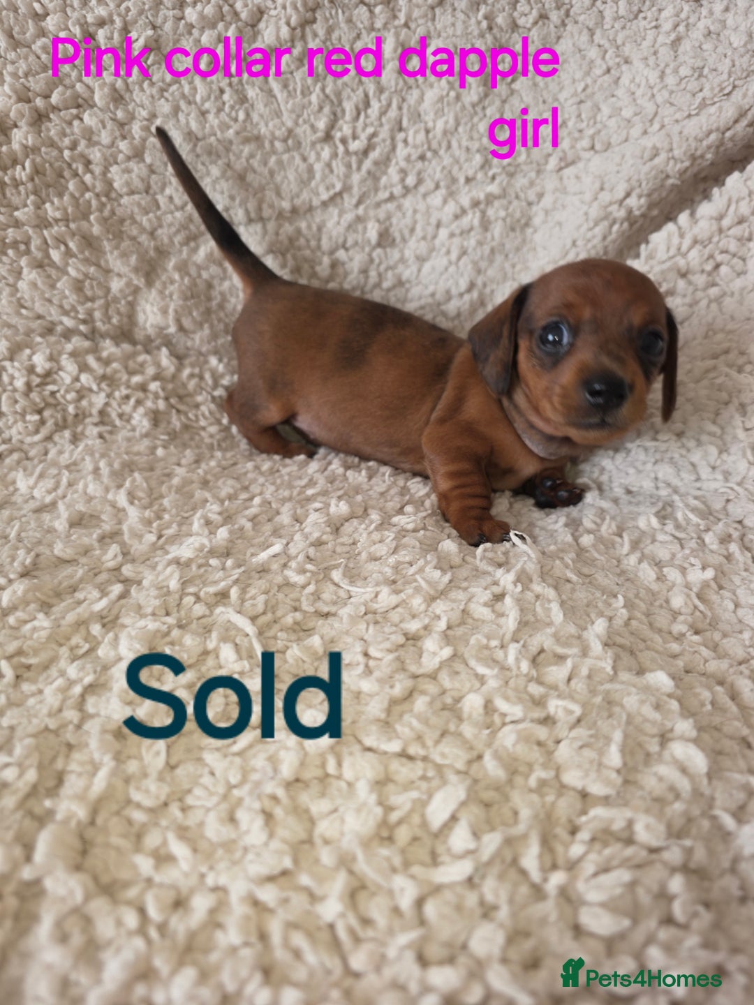 Miniature Dachshund dogs for sale: Beautiful short haired minature dauchshunds  - Advert 14