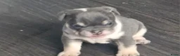 English Bulldog dogs for sale: READY TO LEAVE KC REG BLUE TRI ENGLISH BULLDOGS  - Advert 35