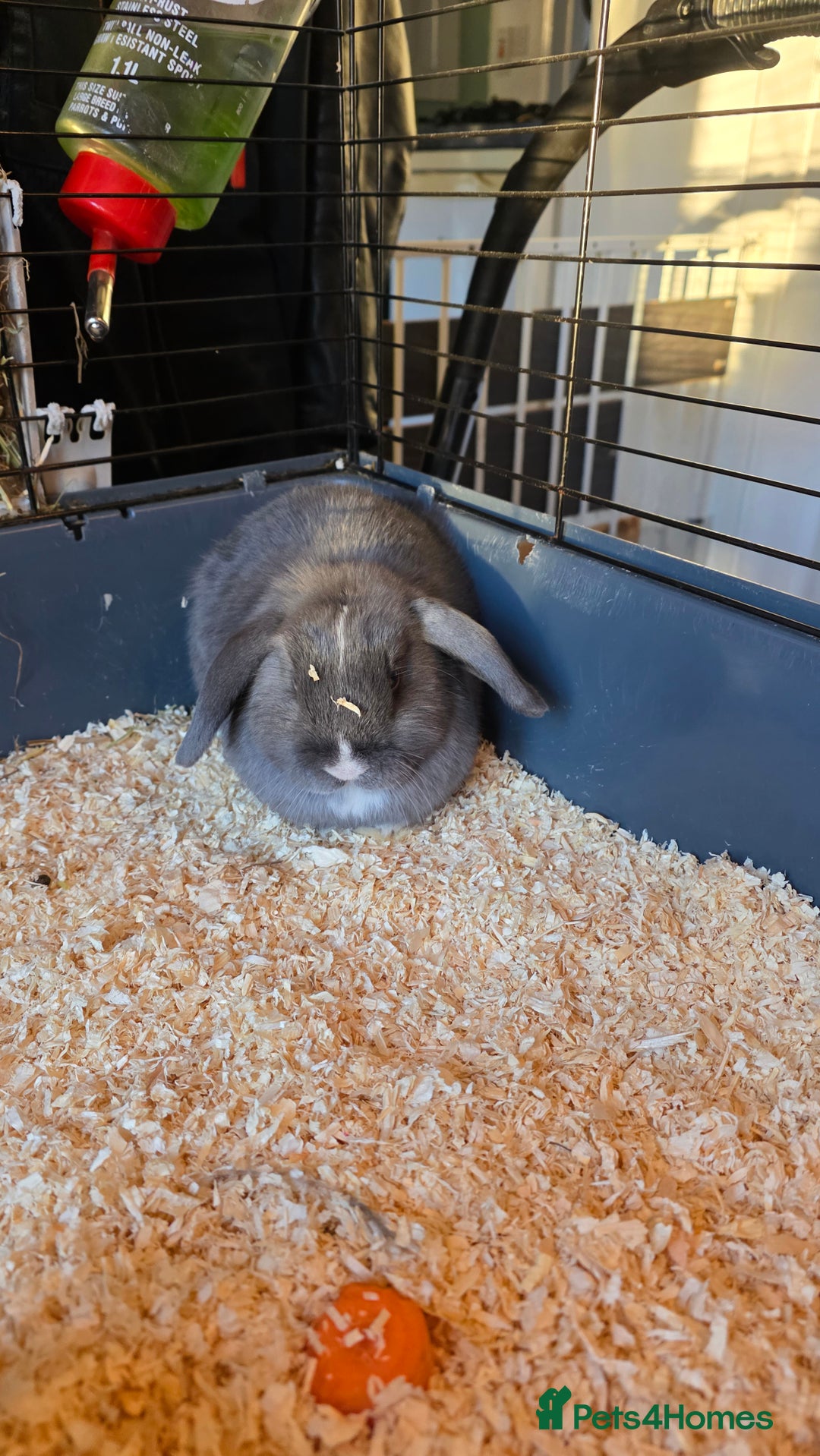 Mini Lion Lop rabbits for sale: 3 mini lion lops girls for sale - Advert 6
