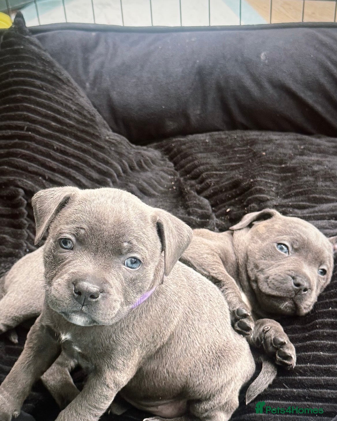 Staffordshire Bull Terrier dogs Champion Blue Staffordshire Bull Terrier Puppies - Advert 1
