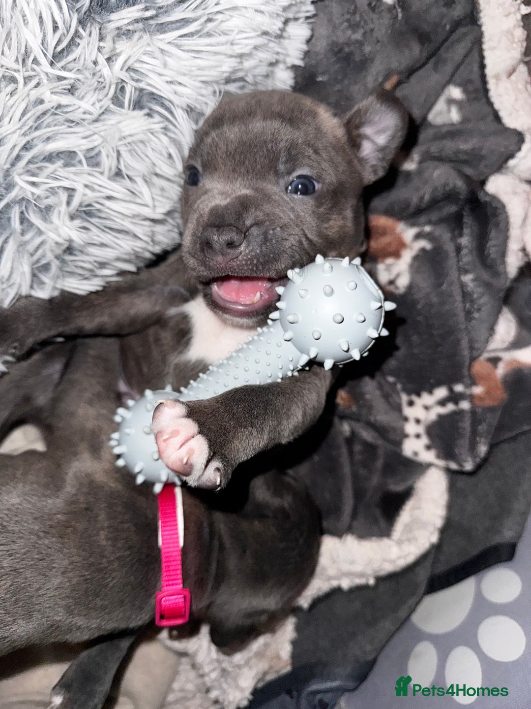 Staffordshire Bull Terrier dogs for sale: 6 Staffordshire pups - Advert 9