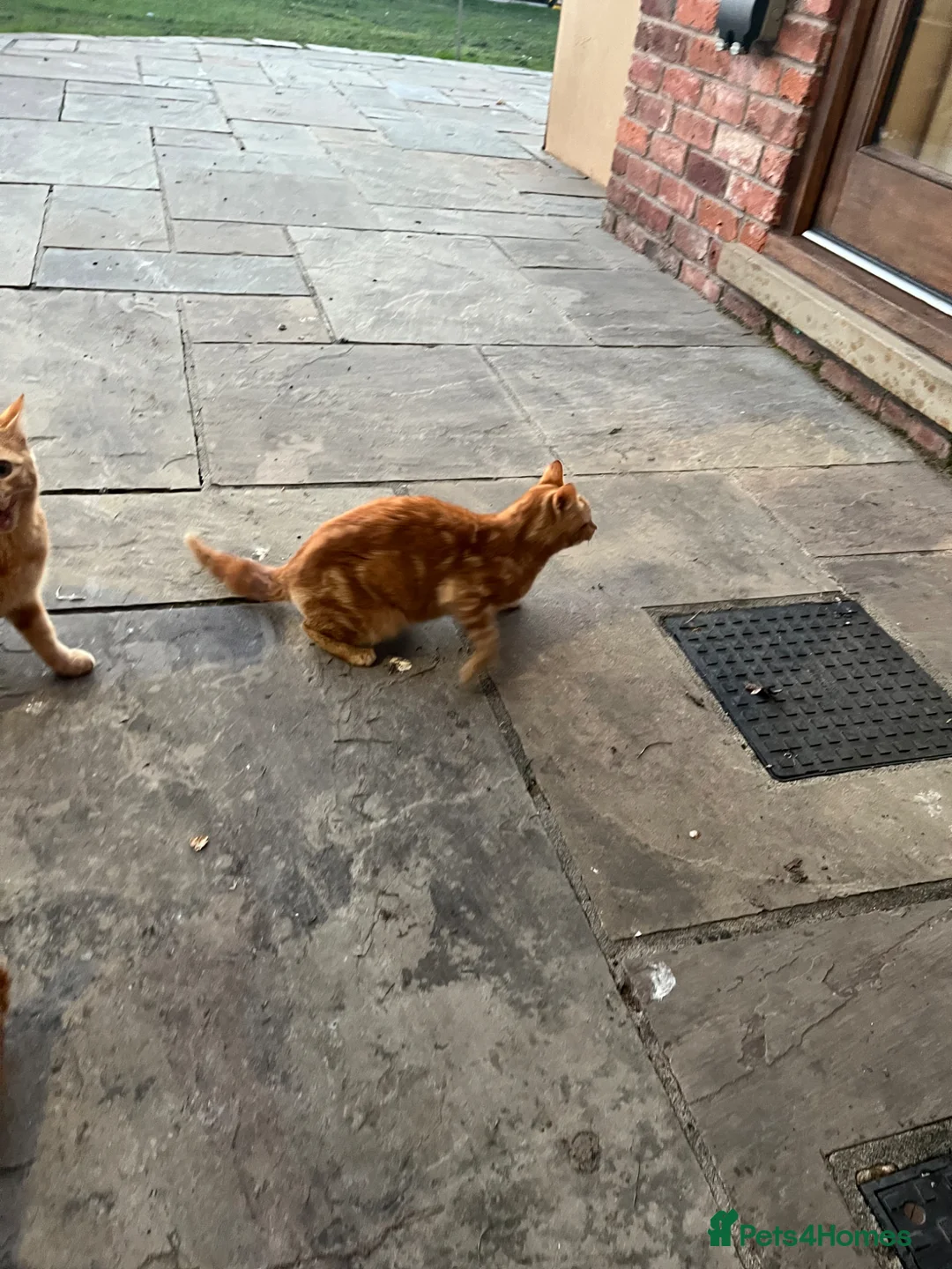 Domestic Shorthair cats for sale: Two beautiful kittens for sale  in Congleton - Advert 2