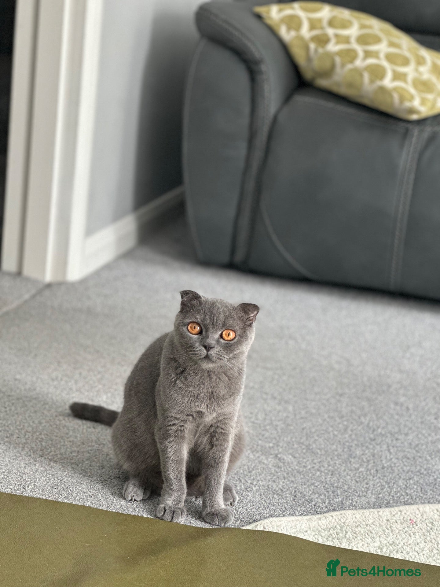 Scottish Fold cats for sale: 🐱 PURE SCOTTISH FOLD KITTENS 🐱  - Advert 3