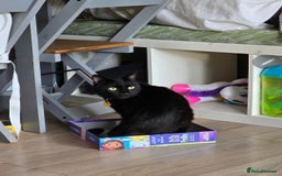 Mixed Breed cats for sale: Loki & Nova - Image 14