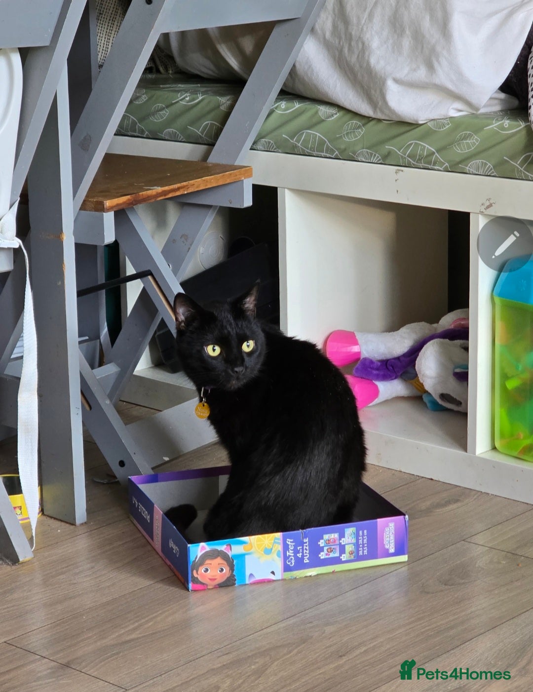 Mixed Breed cats for sale: Loki & Nova - Image 14