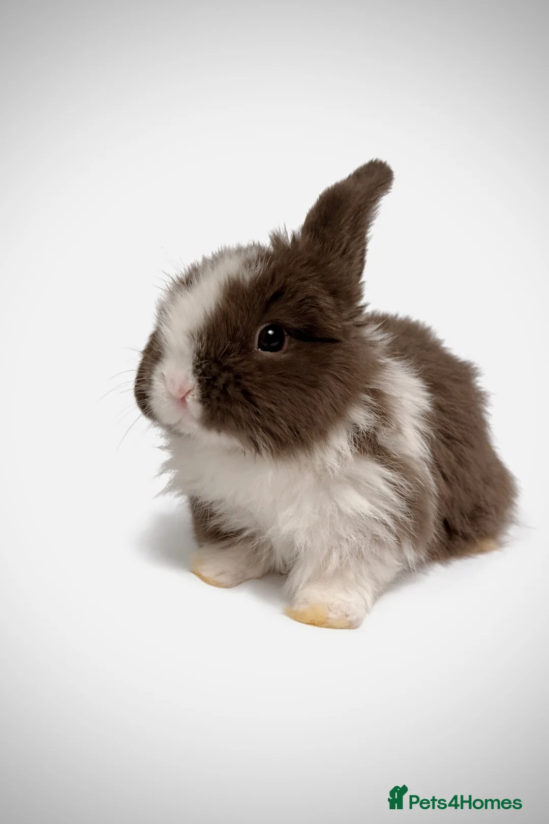 Mini Lop rabbits for sale: Beautiful pure mini lops - Advert 2