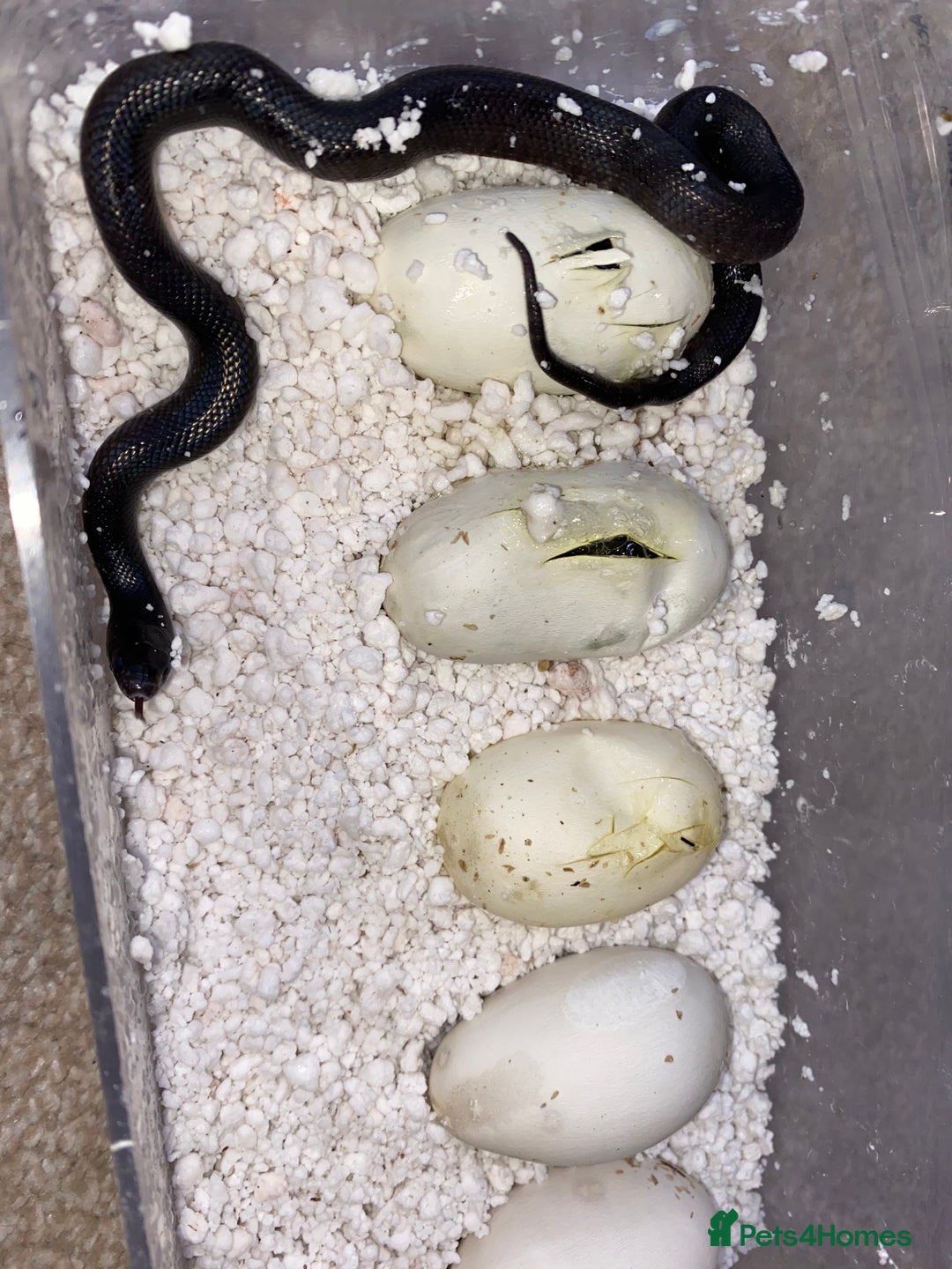 King Snake reptiles for sale: Mexican Black Kingsnake (Proven Pair) - Advert 5
