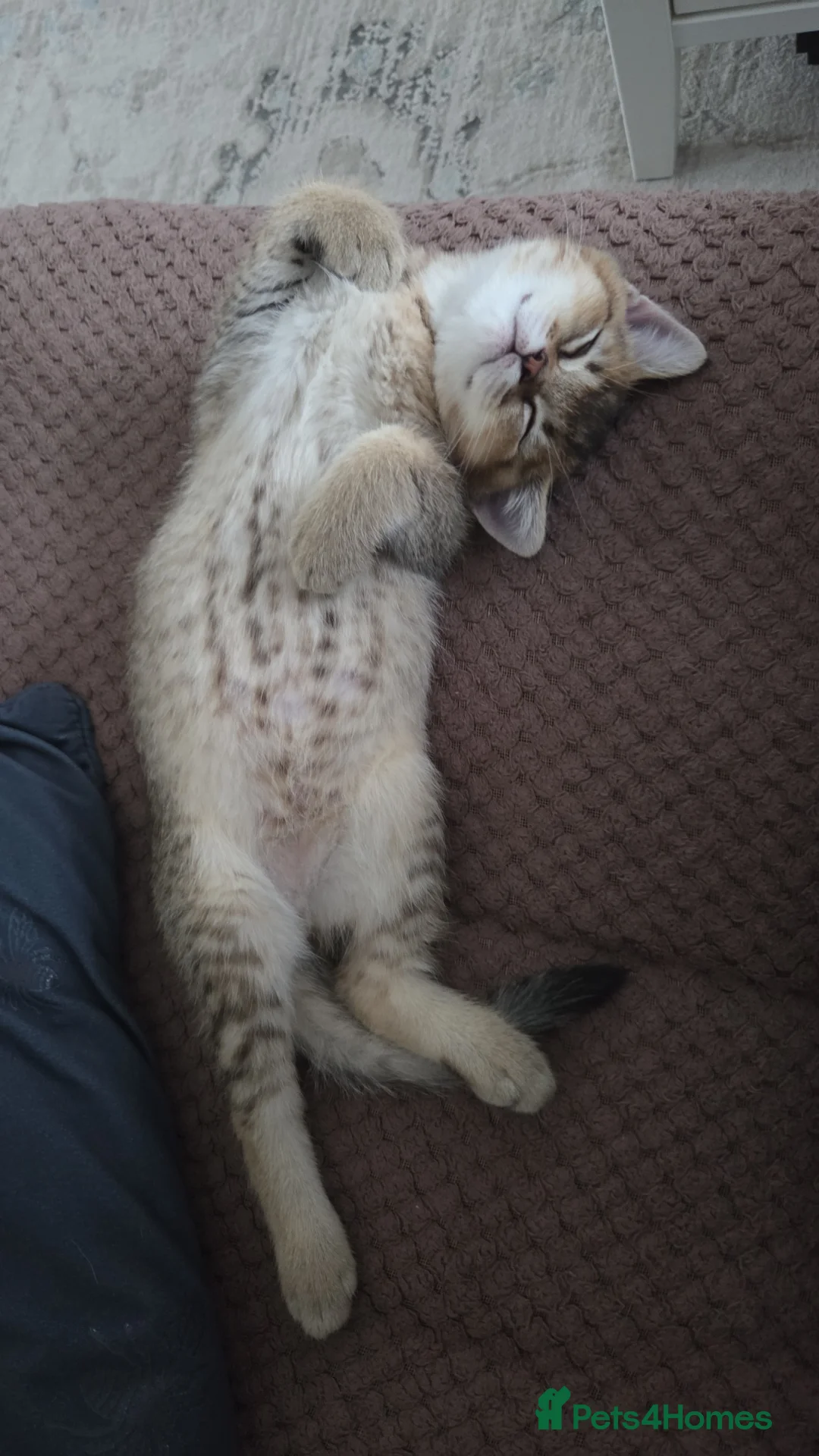 British Shorthair cats for sale:          BRITISH SHORTHAIR - Advert 10