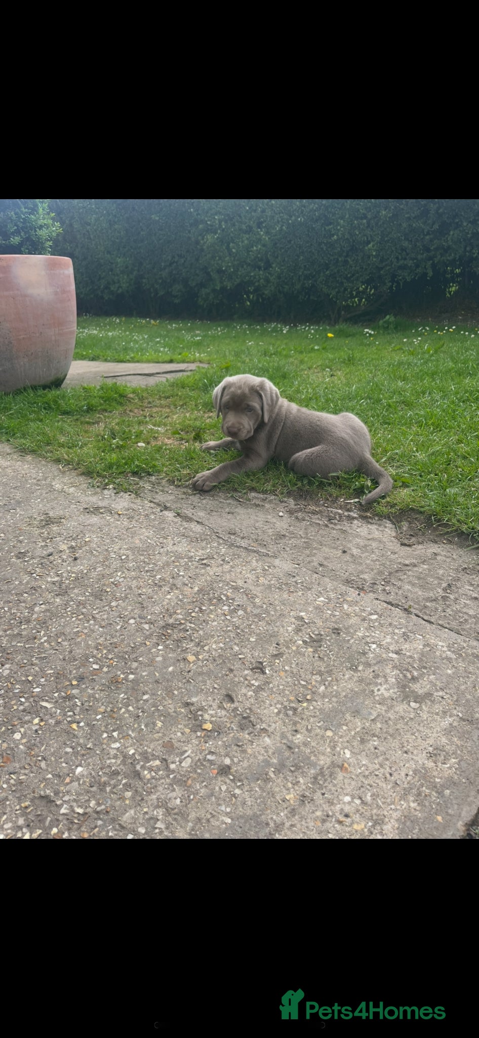 Labrador Retriever dogs Gorgeous Silver Labrador Puppies  - Advert 2