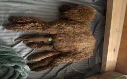 Miniature Poodle dogs for sale: Adorable Miniature Red Poodle Puppies - Image 15