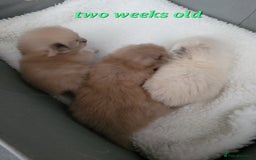 Ragdoll cats for sale: Ragdoll kittens ready end of August  - Image 1