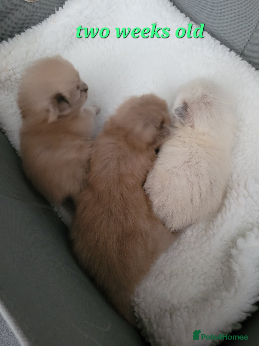 Ragdoll cats for sale: Ragdoll kittens ready end of August  - Image 1