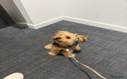 Yorkshire Terrier dogs for sale: Adorable 7-Month-Old Yorkshire Terrier  - Advert 3