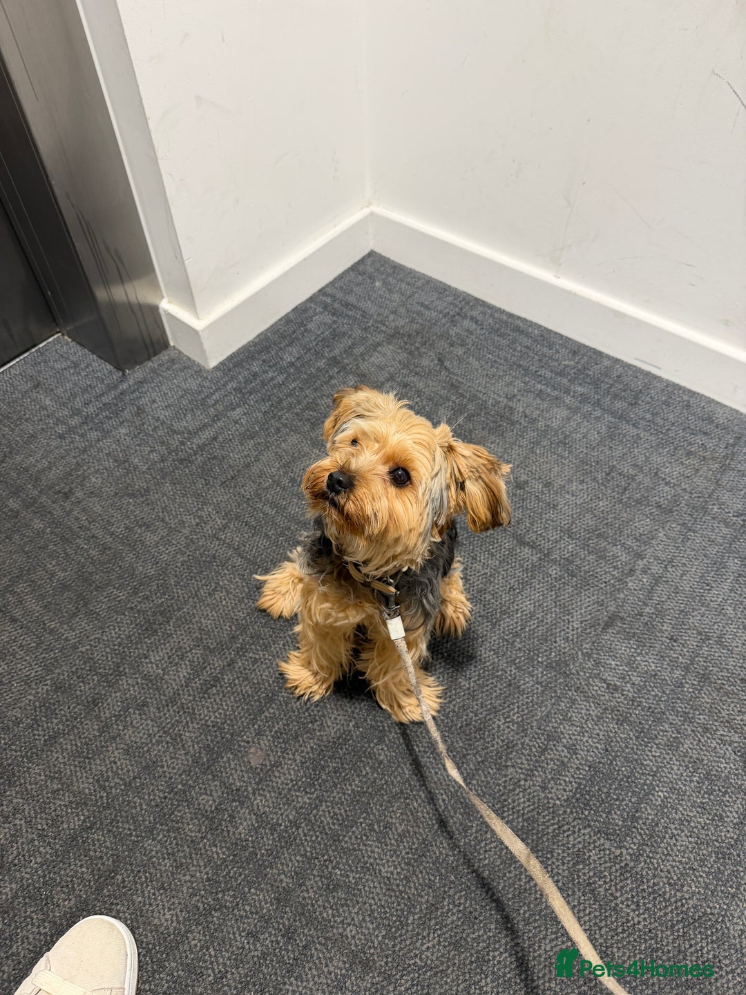 Yorkshire Terrier dogs for sale: Adorable 7-Month-Old Yorkshire Terrier  - Advert 3