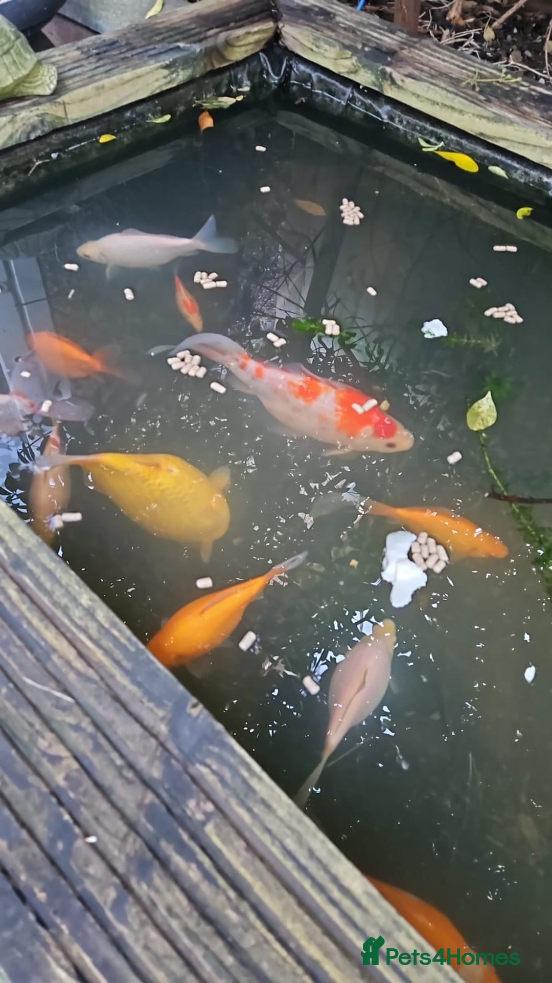 Goldfish fish for sale: Various Goldfish - Advert 5