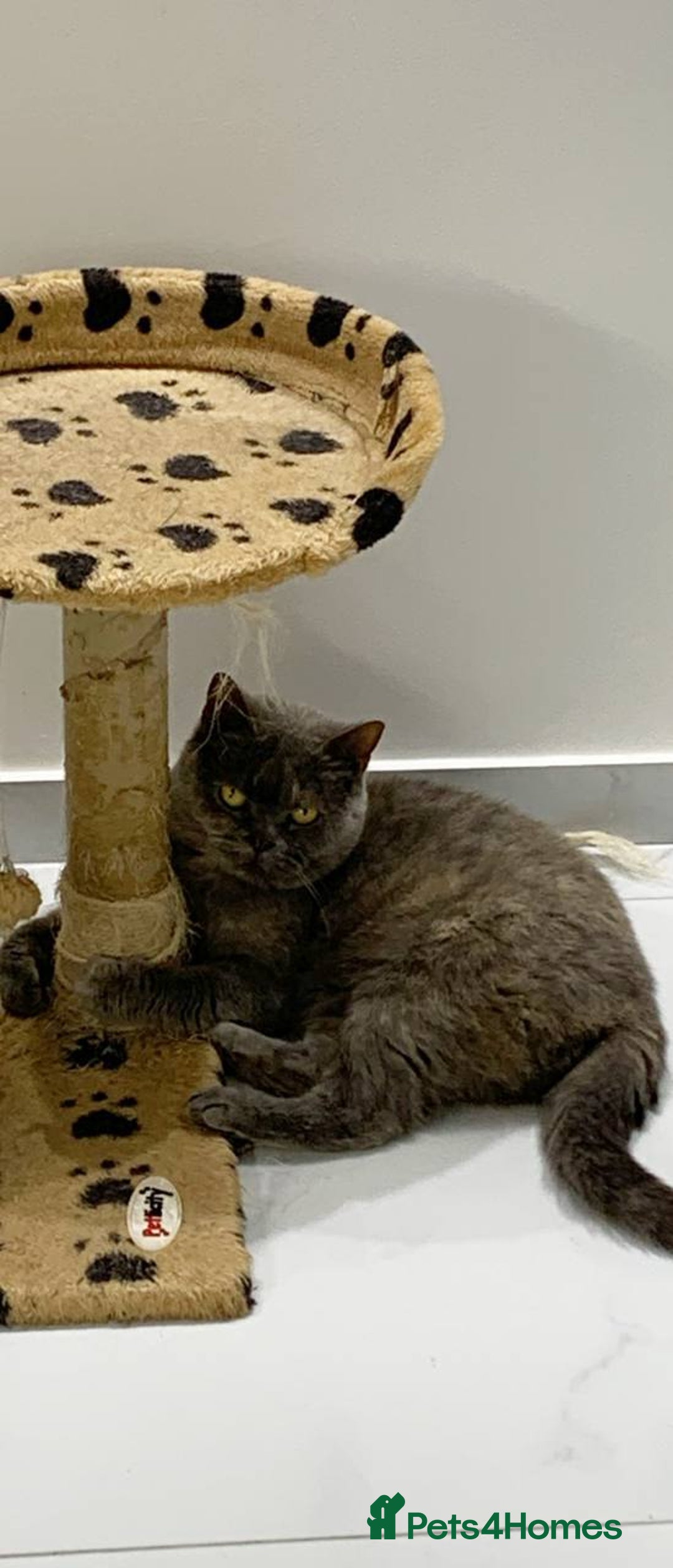 British Shorthair cats for sale: Amazing Cream and Blue British Shorthair Kittens - Advert 6