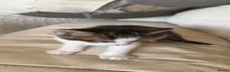 Mixed Breed cats for sale: Cute Playful Kittens Looking for New Homes 🐾 - Advert 2