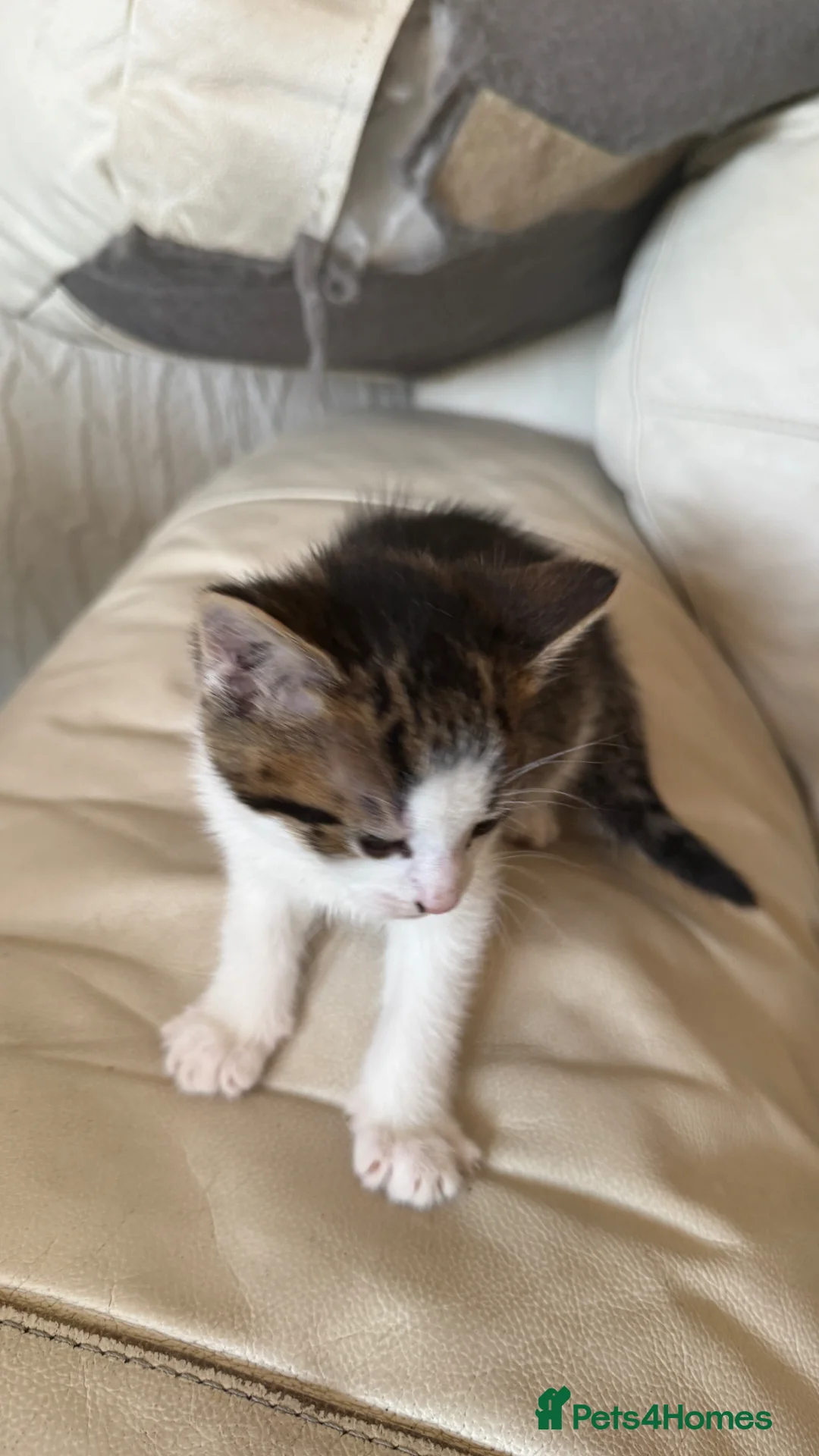 Mixed Breed cats for sale: Cute Playful Kittens Looking for New Homes 🐾 - Advert 2