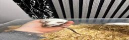 Rat rodents for sale: Male and female rats for sale(dumbo Siamese solid) - Advert 2