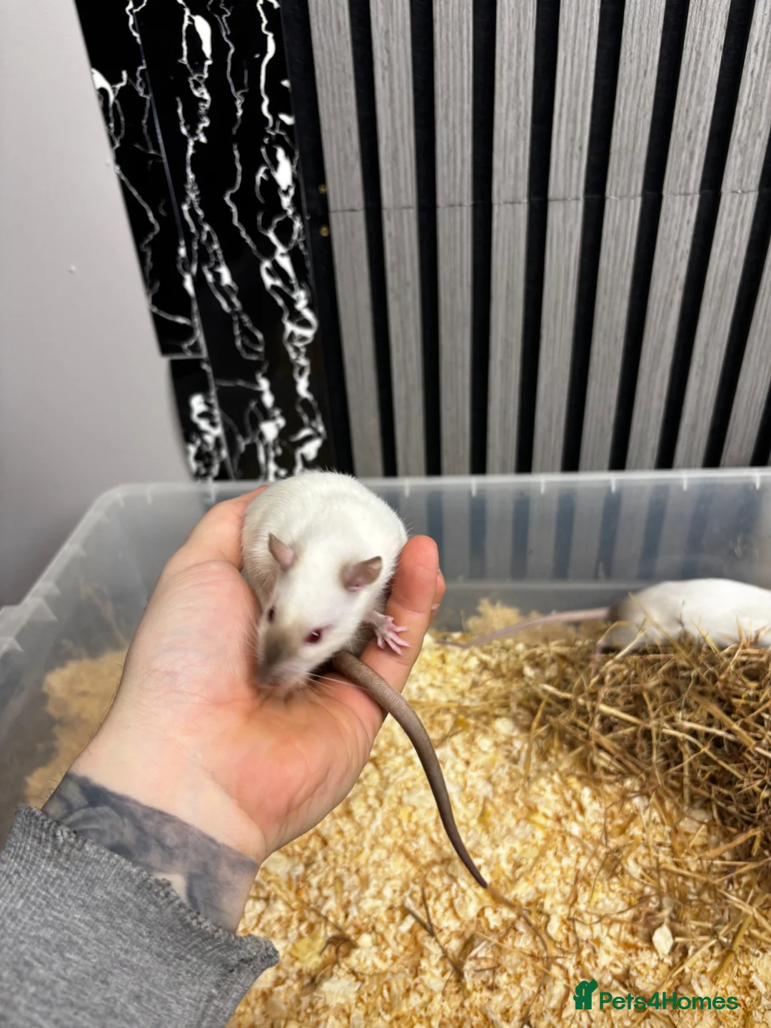Rat rodents for sale: Male and female rats for sale(dumbo Siamese solid) - Advert 2