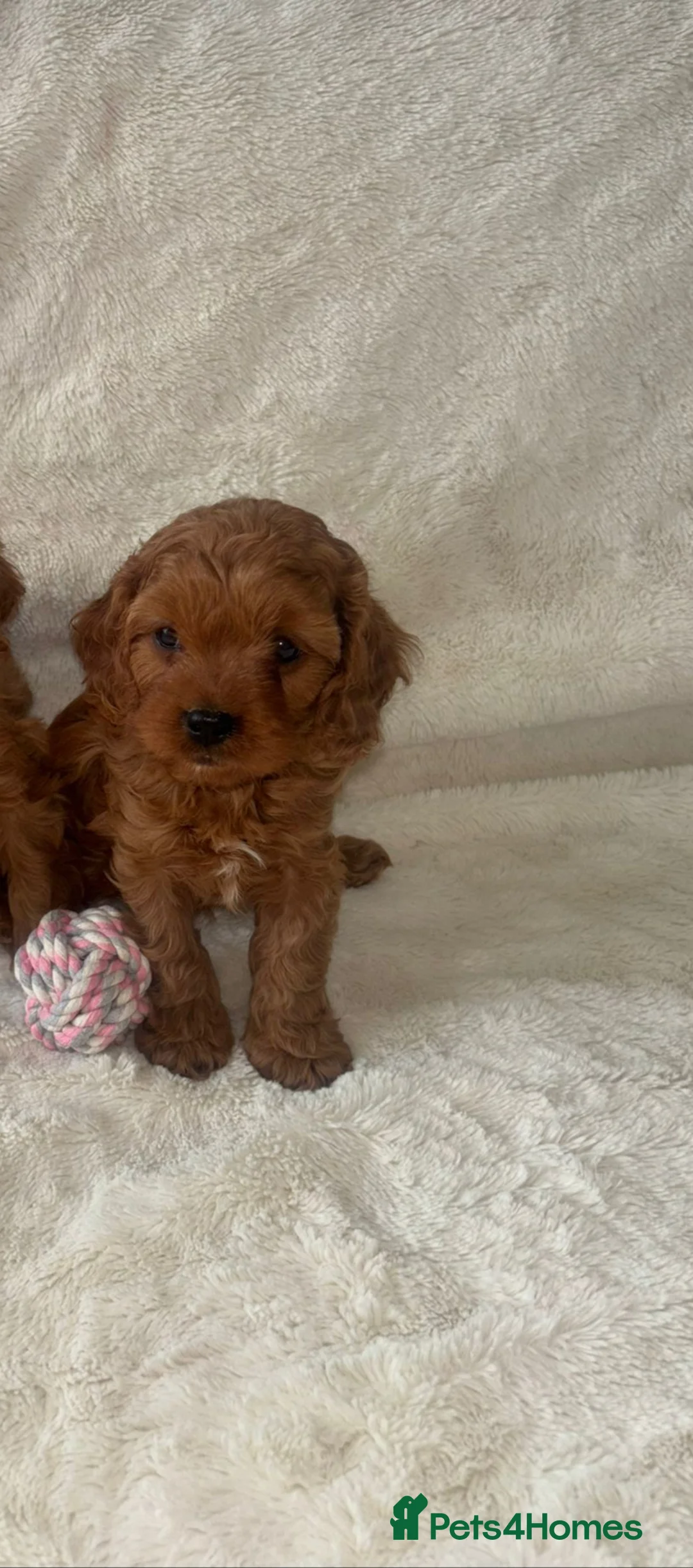 Cavapoo dogs for sale: F1 Toy Cavapoo puppies - Advert 8
