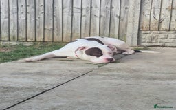 Mixed Breed dogs for sale: ACE staffy cross american bull dog - Image 5