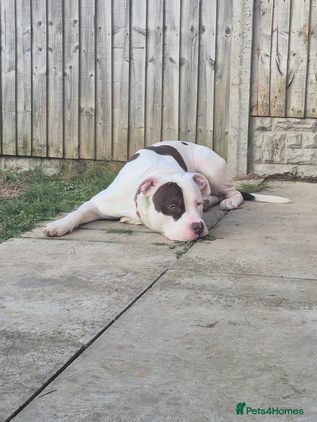 Mixed Breed dogs for sale: ACE staffy cross american bull dog - Image 5