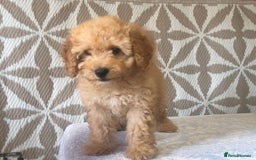 Cavapoo dogs for sale: F1B CAVAPOO PUPPIES  - Image 7