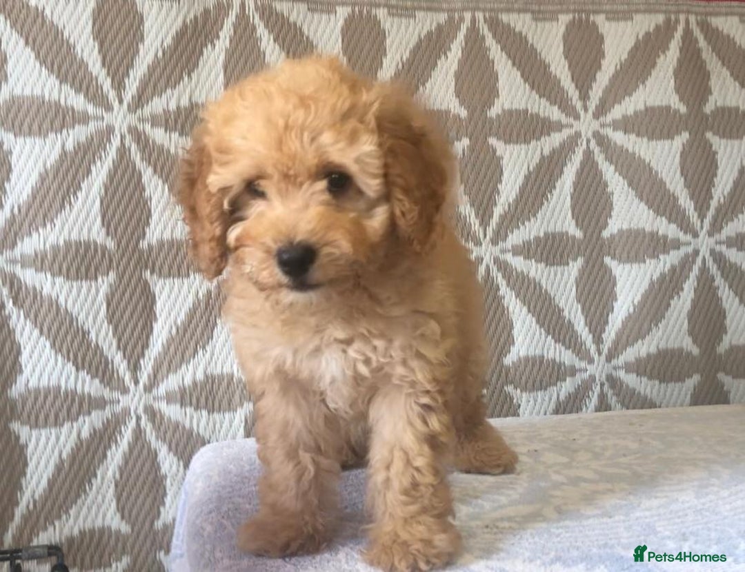 Cavapoo dogs for sale: F1B CAVAPOO PUPPIES  - Image 7