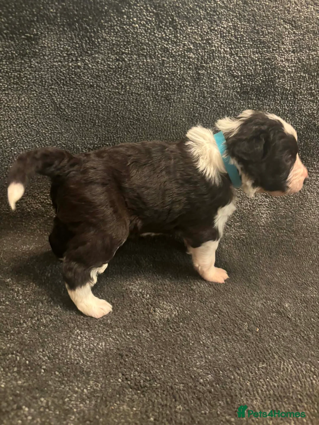 Border Collie dogs for sale: 8 Gorgeous Border Collie Puppies for Sale  - Advert 23