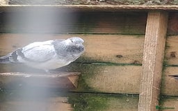 Pigeons birds for sale: Young tipplers/tumblers & racers £3 each - Image 4