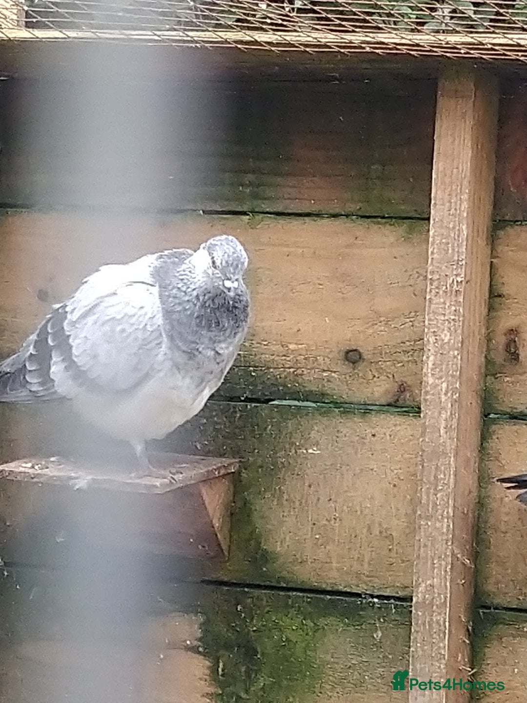 Pigeons birds for sale: Young tipplers/tumblers & racers £3 each - Image 4