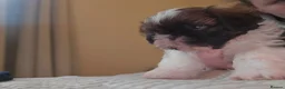 Shih Tzu dogs for sale: Boy shihtzu  in Wakefield - Advert 5