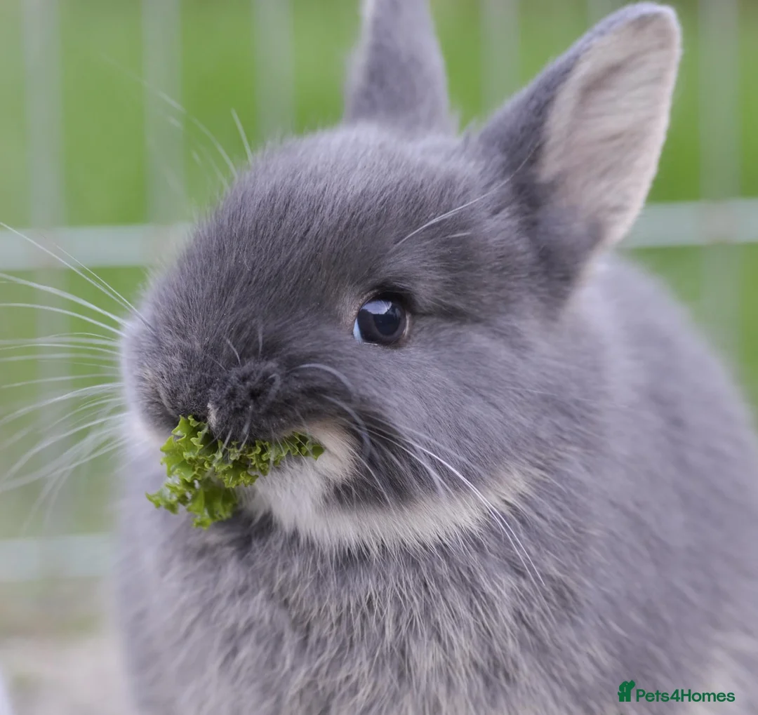 Netherland Dwarf rabbits for sale: Netherland Dwarf Baby Rabbits - Advert 1