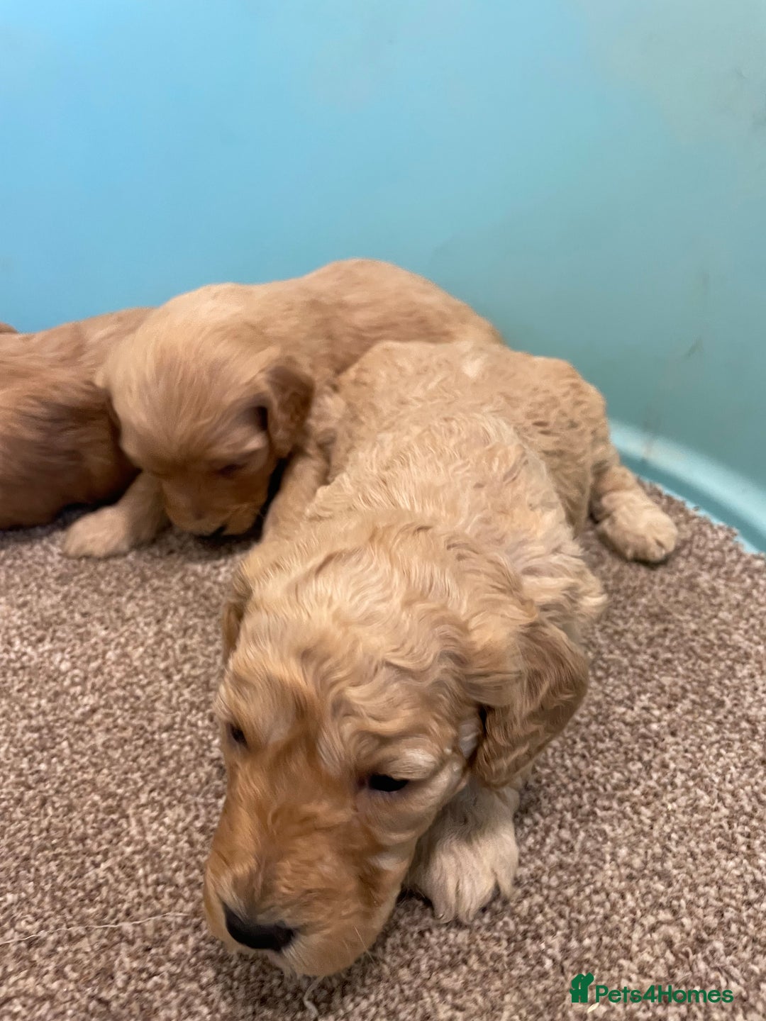 Cockapoo dogs for sale: P,r,a clear f1 cockpoo - Advert 4