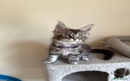 Maine Coon cats for sale: Pedigree GCCF Russian Import line Maine Coons - Image 27