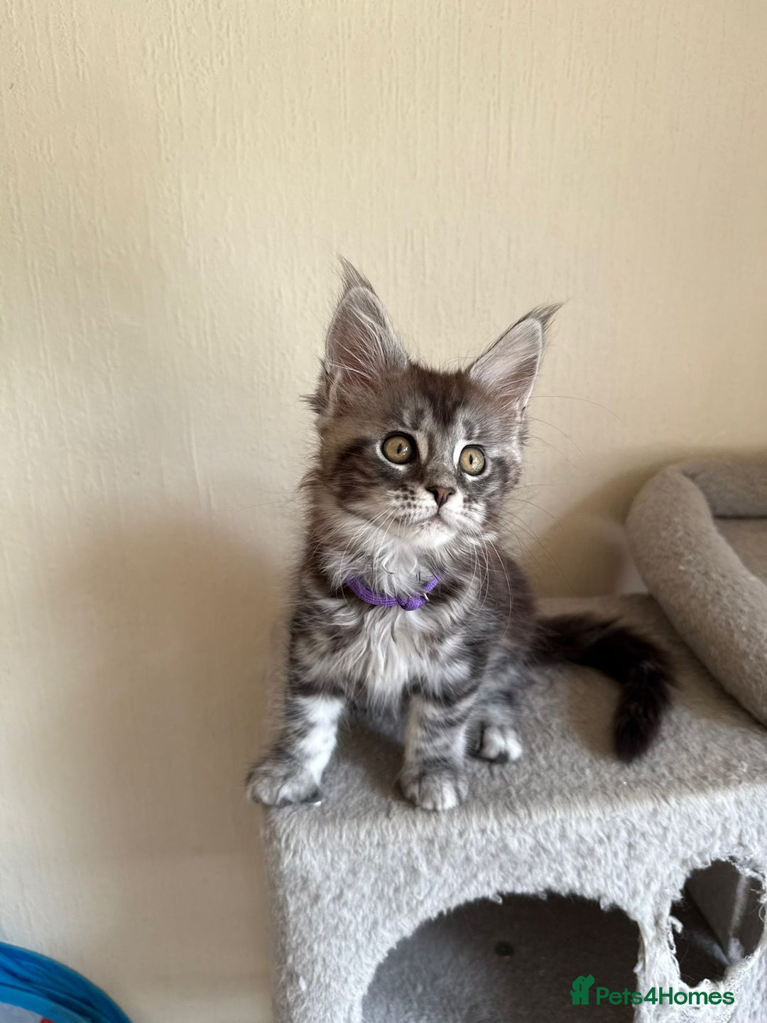 Maine Coon cats for sale: Pedigree GCCF Russian Import line Maine Coons - Image 27