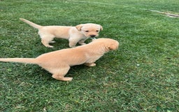 Labrador Retriever dogs for sale: Labrador puppies - Image 13